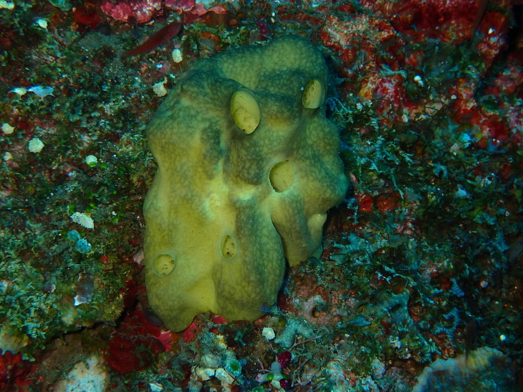 Leucetta avocado